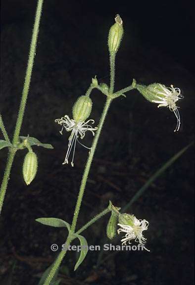 silene lemmonii 7 graphic